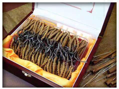 龙州冬虫夏草回收